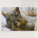 Recherche de écureuil drôle puzzles Faune