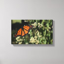 Recherche de papillon monarque art Orange