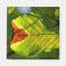 Recherche de feuillage vert magnets Photographie de la nature
