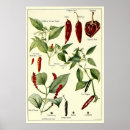 Recherche de poivrons posters Épicé