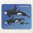 Recherche de baleine bleue tapis souris Orque