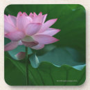 Recherche de fleur lotus de dessous de verres Feuille