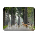 Recherche de malamute magnets Chien des neiges