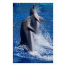 Recherche de dauphin posters Toute personne