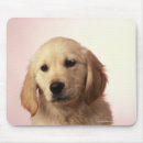 Recherche de chiots golden retriever tapis souris Animaux