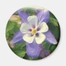 Recherche de columbines magnets Colombin