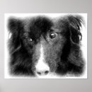 Recherche de de border collie posters Dog