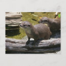 Recherche de griffe photographie Faune