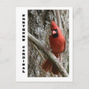 Recherche de cardinal du nord cartes postales Observation des oiseaux