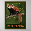 Recherche de panda rouge art Nature