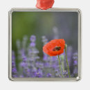 Recherche de coquelicot ornements Fleur