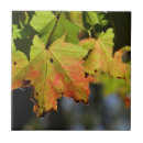 Recherche de chute carreaux Forêt