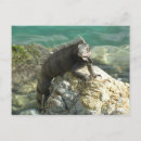 Recherche de iguane cartes postales Nature