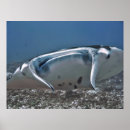 Recherche de manta posters Nature