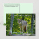 Recherche de photo de loup cartes postales Loups