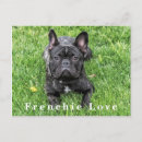 Recherche de french bulldog cartes postales Frenchie