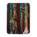 Recherche de arbre magnets Tronc
