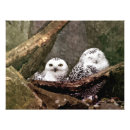 Recherche de chouettes art Amoureux des oiseaux