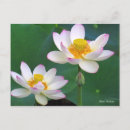 Recherche de lotus cartes postales Oiseau