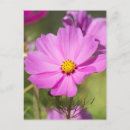 Recherche de fleur de cosmos cartes postales Photographie