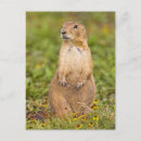 Recherche de chien de prairie cartes postales Mammifère