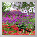 Recherche de copie pourpre de fleur Rose