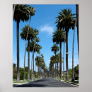 Recherche de cali photographie Palmiers
