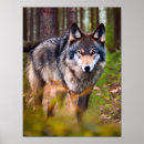 Recherche de loup de forêt posters Canine