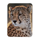 Recherche de amo magnets Animal