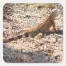 Recherche de iguane autocollants Animal