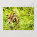 Recherche de photo de chat cartes postales Guépard