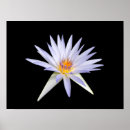 Recherche de nympheas posters Eau
