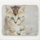 Recherche de chat domestique tapis souris Photographie