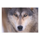 Recherche de yeux de loup posters Faune