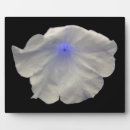 Recherche de pétunia maison deco Plante