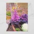 Recherche de chou fleur cartes postales Fleurs