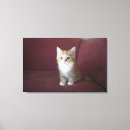 Recherche de sofa Mignon