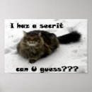 Recherche de mainecoon Animal