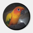 Recherche de amazone magnets Perroquet
