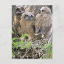 Recherche de jeune hibou cartes postales Faune