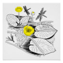 Recherche de nénuphars posters Nature