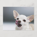 Recherche de chiwawa cartes postales Chien