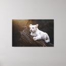 Recherche de cube photographie Animal