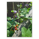 Recherche de solanum Nuage
