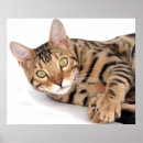 Recherche de bengali posters Bengale