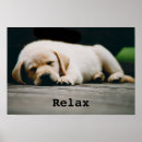 Recherche de laboratoires posters Animal familier