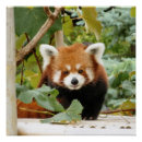 Recherche de panda rouge art Animal