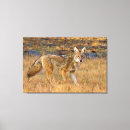 Recherche de latrans de canis Mammifère
