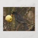 Recherche de oiseaux noirs cartes postales Orange