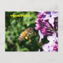 Recherche de pollen cartes postales Insecte